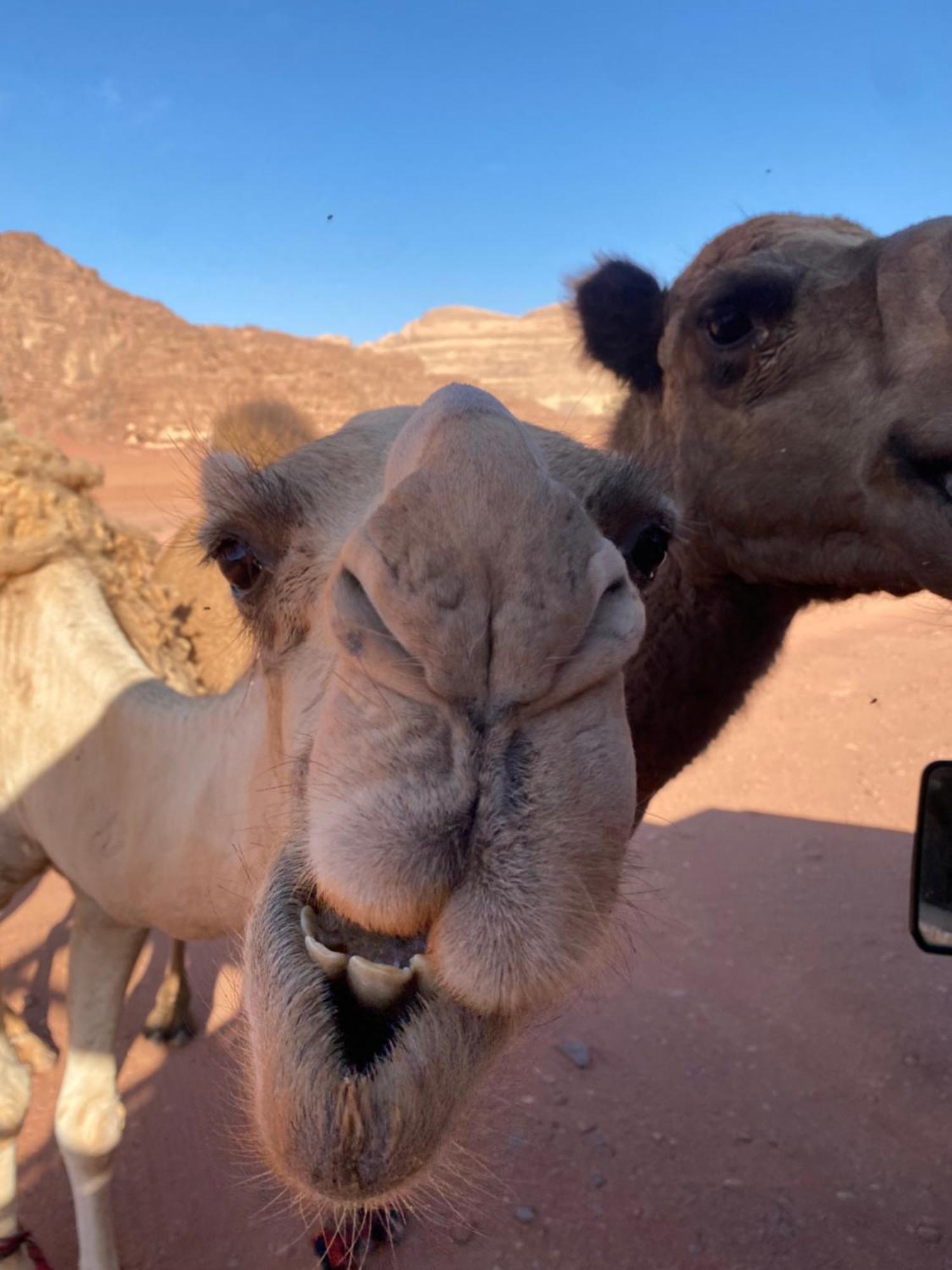 Wadi Rum Desert Heart Camp Экстерьер фото