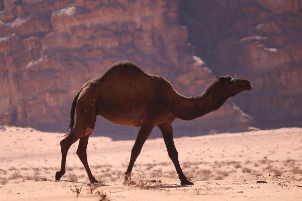 Wadi Rum Desert Heart Camp Экстерьер фото